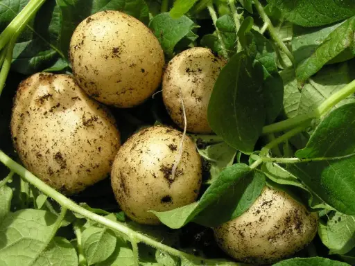 Des pommes de terre fraîchement sorties de terre, prêtes à être ramassées. Un signe que l'été touche à sa fin et qu'il est temps de penser à quand ramasser les pommes de terre.
