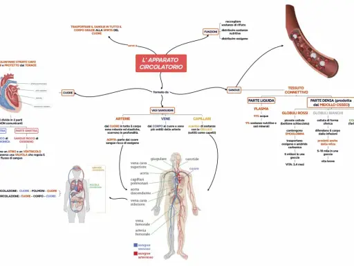 Mappa concettuale sull'apparato circolatorio: cuore, vasi sanguigni (arterie, vene, capillari), sangue (plasma, globuli rossi, bianchi, piastrine) e funzioni.