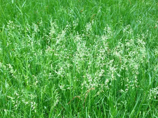 A field of lush green grass, with delicate white seed heads emerging, showing nature's cycle of letting grass go to seed.