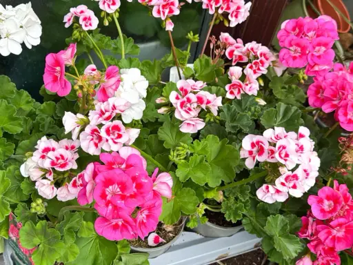 Kwitnące pelargonie w odcieniach bieli, różu i fuksji. Dowiedz się, jak pobudzić pelargonie do kwitnienia, by cieszyć się ich pięknem.