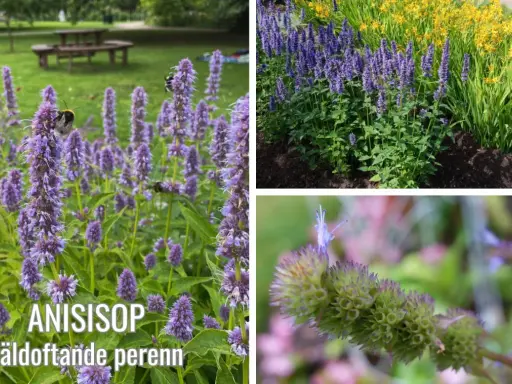 En vacker samplantering med anisisop och gula blommor. Bin besöker de lila blommorna.