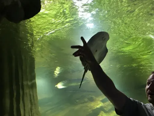 Ojciec z dzieckiem w restauracji oceanarium Międzyzdroje podziwiają płaszczkę.