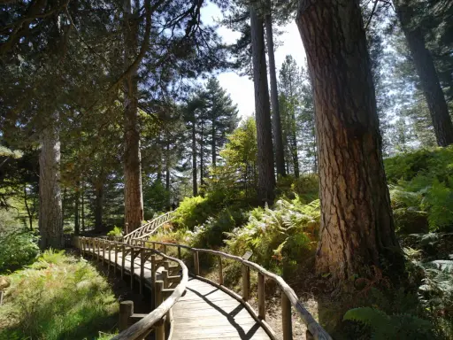 Sentiero in legno tra pini secolari e felci rigogliose, un invito alla scoperta della Sila Catanzaro.