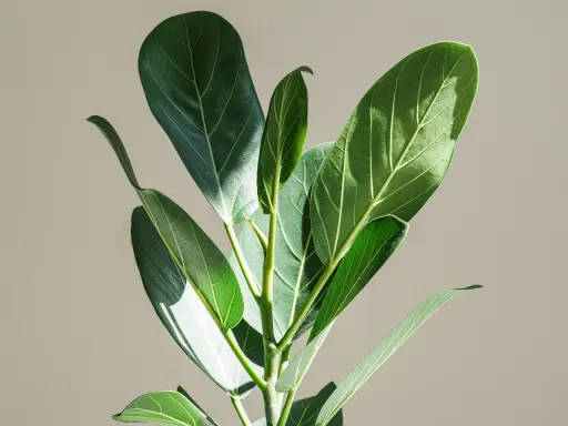 En närbild på en Ficus binnendijkii med sina stora, gröna blad som fångar solljuset.