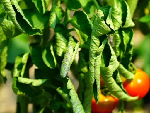 Feuilles de tomates enroulées et jaunies, signe de dessechement. Des tomates rouges mûrissent en arrière-plan.