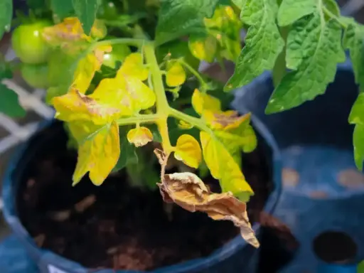 Feuilles de tomate jaunies et sèches, signe qu'il faut agir pour savoir que faire quand les feuilles jaunissent.