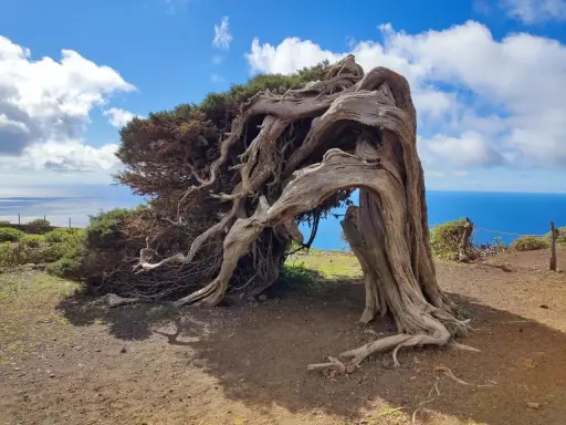 El sabinar el Hierro, un árbol retorcido por el viento, se alza majestuoso sobre el mar azul.
