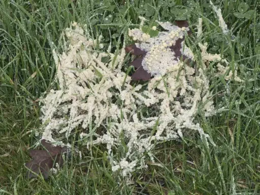 A patch of white, frothy dollar spot mycelium grows on wet green grass, with a dark leaf peeking through.