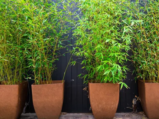 Quatre grands bambous en pot, aux tiges jaunes et feuillage vert vif, créent un mur végétal devant un fond en bois sombre.