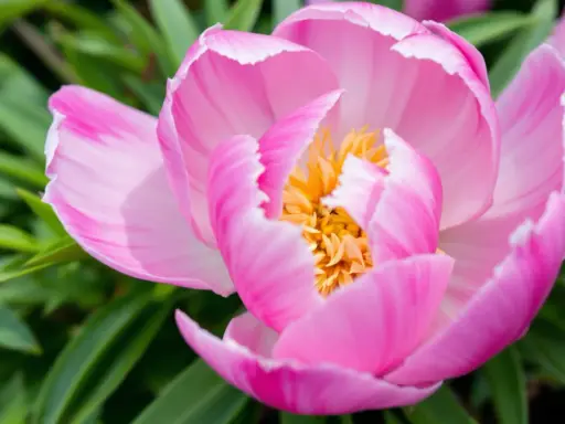 Gros plan d'un magnifique pied de pivoine rose aux pétales délicats et au cœur jaune vif, entouré de feuilles vertes.