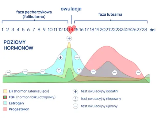 Wykres cyklu menstruacyjnego. Poziomy hormonów i testy owulacyjne. Ból jajnika po okresie może być związany ze zmianami hormonalnymi.