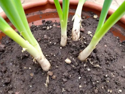 Jeunes pousses d'oignons verts en pleine culture ail, leurs bases blanches et vertes émergent d'un terreau riche.