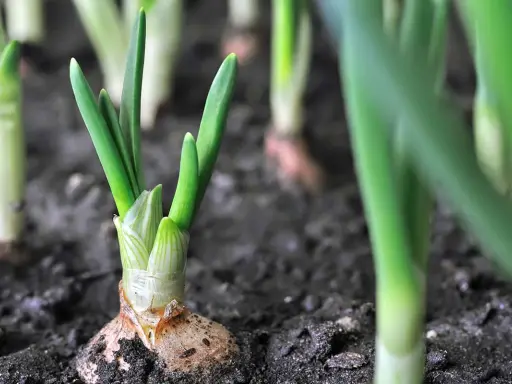 Young winter onions sprout from the soil, their green shoots reaching for the sky.