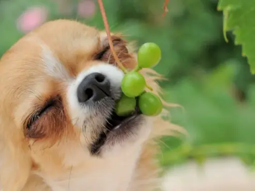 Chihuahua z winogronami w pyszczku. Zastanawiasz się, dlaczego psy nie mogą jeść winogron? To dla nich toksyczne!