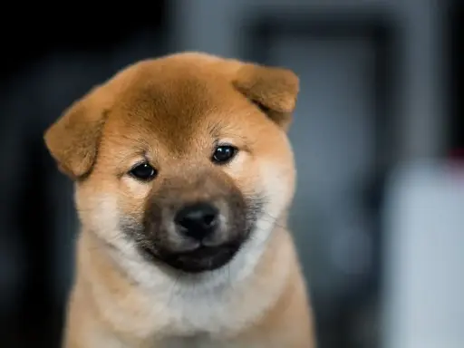Uroczy szczeniak rasy Shiba Inu, pies wyglądający jak niedźwiedź, z zaciekawieniem spogląda w obiektyw.