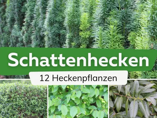 Schattige Ecken im Garten? Hier sind 12 Ideen zum hecke pflanzen für schattige Standorte.