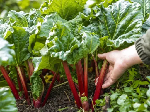 Main rouge vif, feuilles vertes luxuriantes. Une main effleure les tiges, indiquant le moment idéal quand cueillir la rhubarbe pour une tarte.