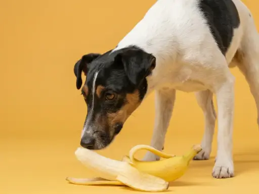 Un chien curieux renifle une banane sur fond jaune.