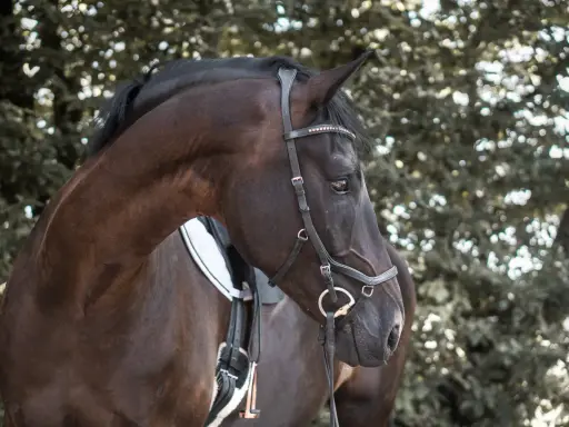 Dunkles Pferd mit einer eleganten Hackamore Trense, das Fell glänzt im Licht.
