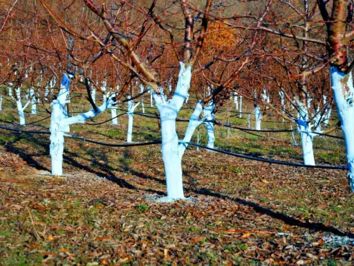 Verger d'arbres aux troncs blanchis à la bouillie bordelaise. Le dosage est crucial pour protéger les arbres.