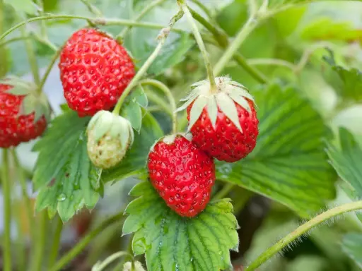 Fraises rouges mûres sur des tiges vertes. Le moment idéal pour planter fraisier est proche.