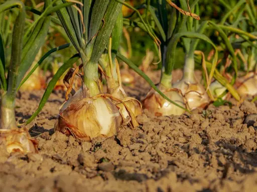 Rangée d'oignons à planter dans la terre, prêts à pousser.