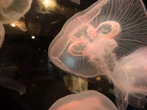 Medusa quadrata, trasparente e rosata, fluttua nell'oscurità, con tentacoli delicati e un corpo iridescente.