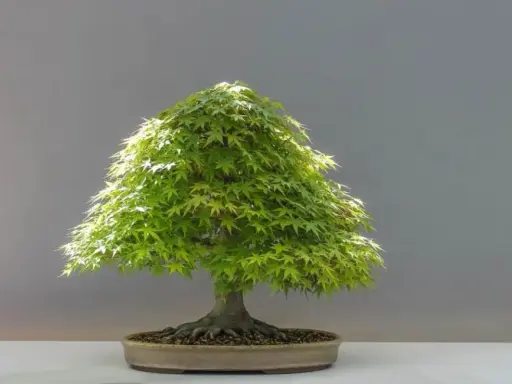 Bonsai: Jak prawidłowo przycinać? Opanuj sztukę i uniknij błędów
