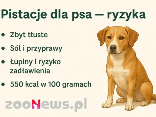 Czy pies może jeść pistacje? Obrazek ostrzega przed ryzykiem: zbyt tłuste, sól, przyprawy, łupiny i zadławienie.