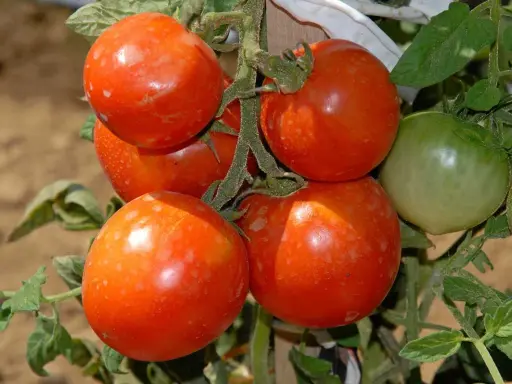 Grappe de tomates Saint-Pierre mûres, prêtes à être dégustées. Avis : saveur douce et chair ferme.