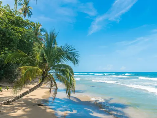 Plaża w Kostaryce z palmą pochyloną nad piaskiem i turkusowym oceanem.