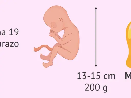 Bebé en semana 19 de embarazo, mide 13-15 cm y pesa 200 g, como un mango.