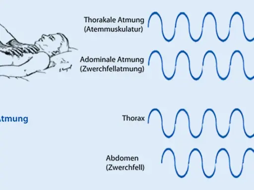 Illustration zeigt paradoxe Atmung. Die MRC Skala hilft, die Atmungsmuster zu verstehen: Thorakale vs. Abdominale Atmung und die paradoxe Bewegung von Thorax und Abdomen.