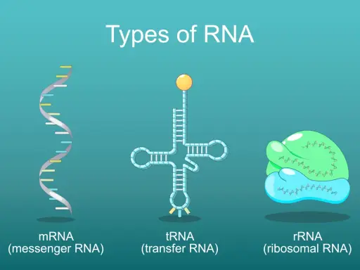 mrna cos'è: rappresentazione grafica di mRNA (messaggero), tRNA (trasferimento) e rRNA (ribosomiale), i diversi tipi di RNA.