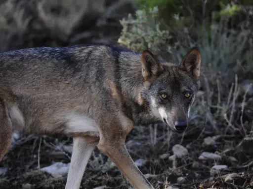 Un lobo ibérico, un majestuoso animal donde hay lobos en España, camina entre la vegetación y las rocas.