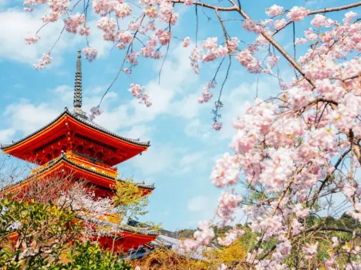 Piękna pagoda w Kioto, kiedy kwitną wiśnie w Japonii. Różowe kwiaty otaczają tradycyjną architekturę.