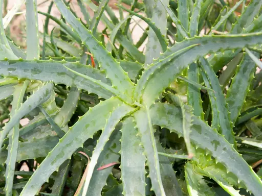 Gros plan sur une plante d'aloès aux feuilles charnues et dentelées, un remède naturel aux multiples vertus.