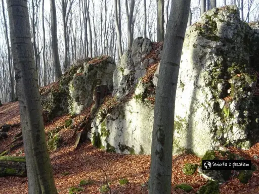Kamieniste zbocza w dolinie Szklarki, porośnięte mchem i opadłymi liśćmi. W tle las z nagimi drzewami.