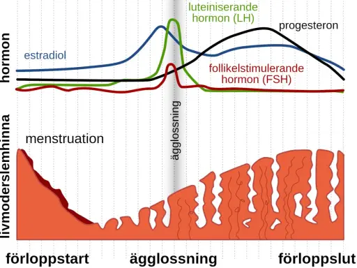 Graf visar hormonella svängningar under menscykeln. Kan vara svårt att bli gravid trots regelbunden mens om ägglossning eller hormonbalans påverkas.