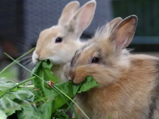 Zwei Kaninchen fressen genüsslich grünes Blattgemüse. Sie sind sehr hungrig und man fragt sich, wie viel fressen Kaninchen am Tag.