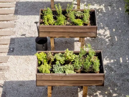 Dos jardineras elevadas con hierbas aromáticas, ideales para saber qué plantar en un huerto. Un camino de madera y grava acompaña.