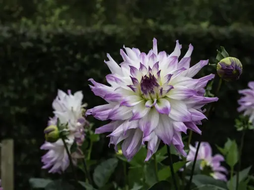 En stor, vit dahlia med lila kanter blommar i den rika jorden till dahlior. En knopp anas bredvid.