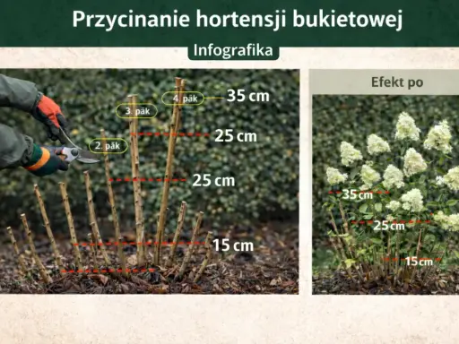 Jak ciąć hortensje bukietowe: przykładowe cięcie na 2-4 pąki, efekt po przycięciu.