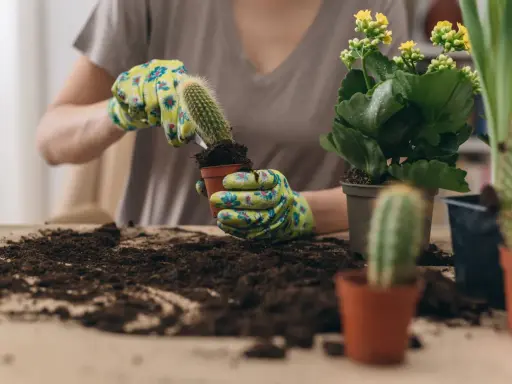 Manos enguantadas sostienen un cactus para trasplantarlo a una nueva maceta. Tierra y otras plantas alrededor.