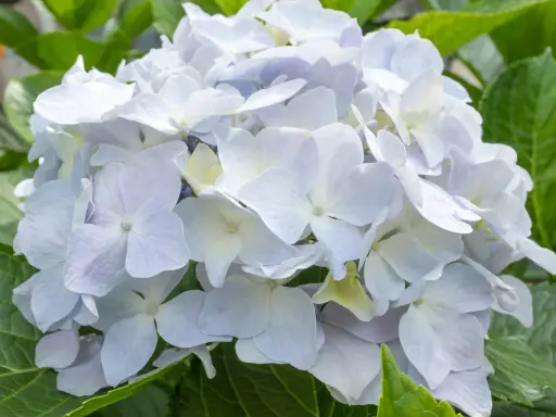 Una hermosa hortensia blanca, con pétalos delicados y un toque de verde en las hojas.