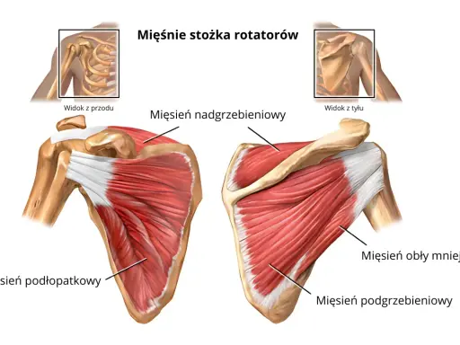 Anatomia barku: mięsień nadgrzebieniowy przyczepy, podłopatkowy, obły mniejszy i podgrzebieniowy. Widok z przodu i z tyłu.