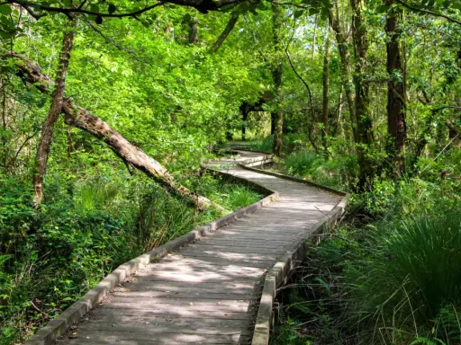Sendero de madera serpentea por un bosque frondoso. Un lugar ideal que ver en las Landas para conectar con la naturaleza.
