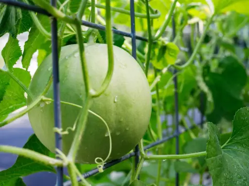Un melon vert, encore jeune, s'accroche à un treillage. Les vrilles et les feuilles luxuriantes témoignent de la culture du melon grimpant.