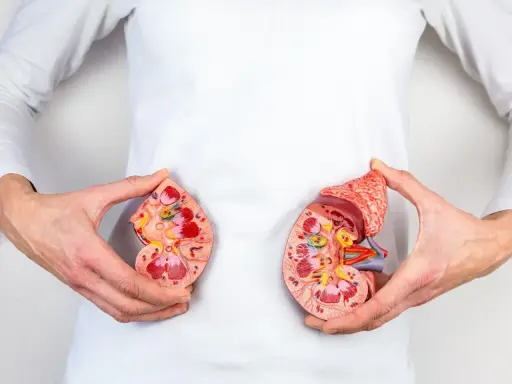 Dwie połówki modelu nerki trzymane przez dłonie. Obraz przypomina o światowym dniu nerek i ich znaczeniu dla zdrowia.
