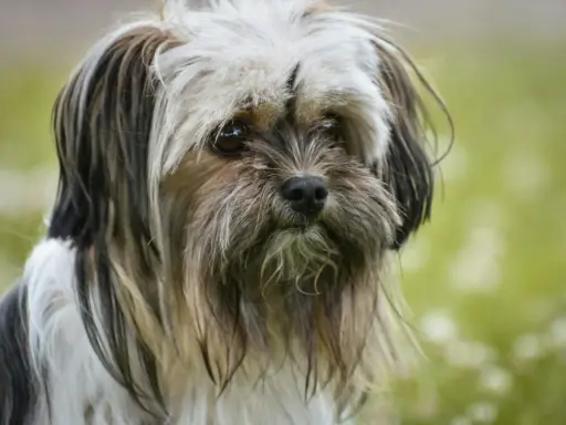 Un Lhassa Apso au poil court, au regard doux, se promène dans un champ verdoyant.